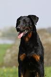 BEAUCERON 597